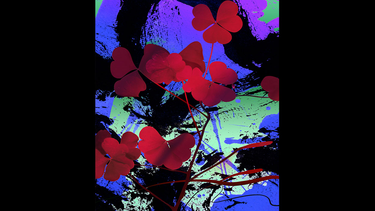 Clover Dream