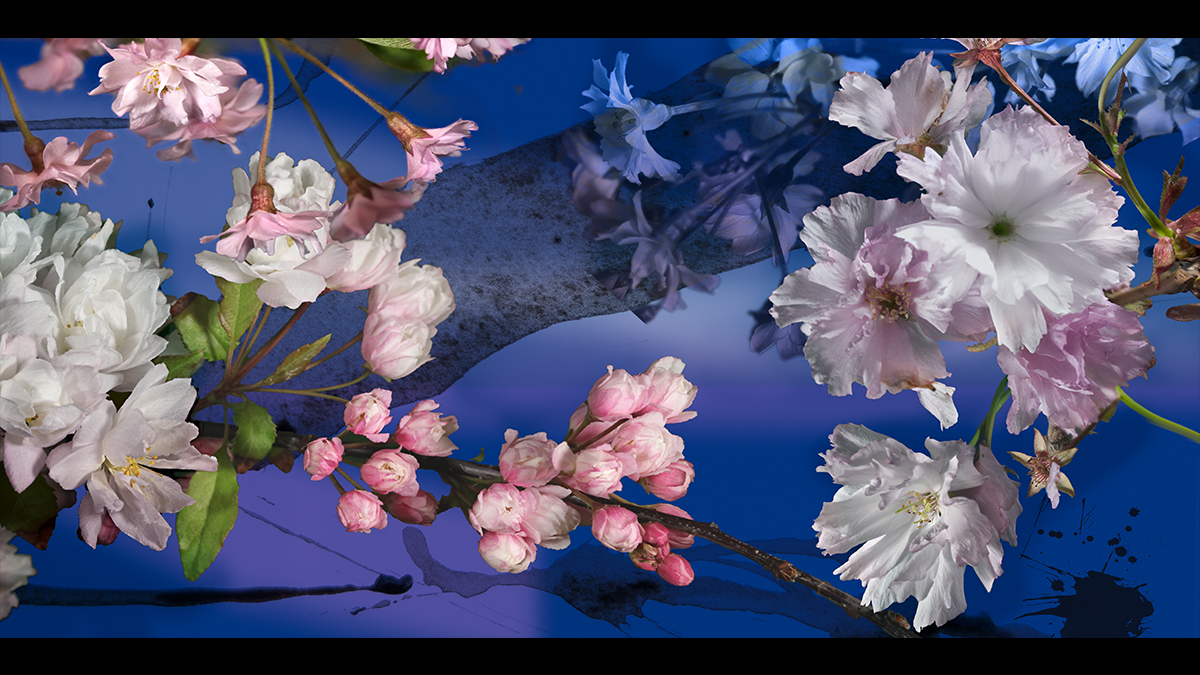 Sakura Sakura