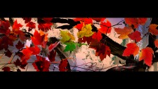 Red Wind